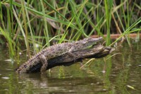 /album/fotos-afrika/mburo-28-small-jpg/